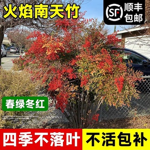 火焰南天竹苗四季常青庭院绿化耐寒花卉客厅阳台盆栽红天竹树苗