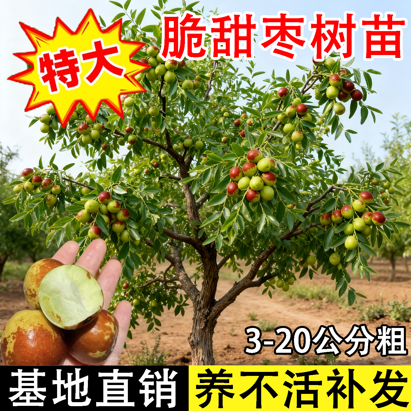 冬枣树苗当年结果包成活包结果