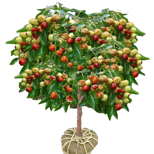 枣树果树果苗特大冬枣红枣青枣南方北方盆栽地栽庭院四季种植大树