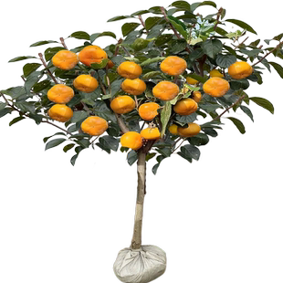 特大脆甜柿子树果苗嫁接树苗南方北方四季种植盆栽地栽庭院水果树