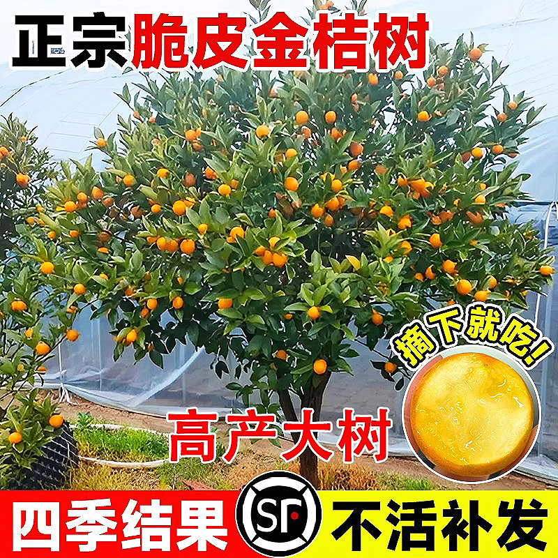 特大脆皮金桔树苗当年结果包成活