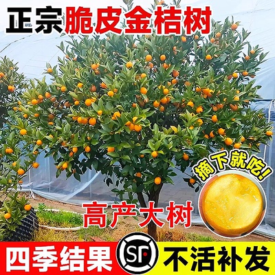 特大脆皮金桔树苗当年结果包成活
