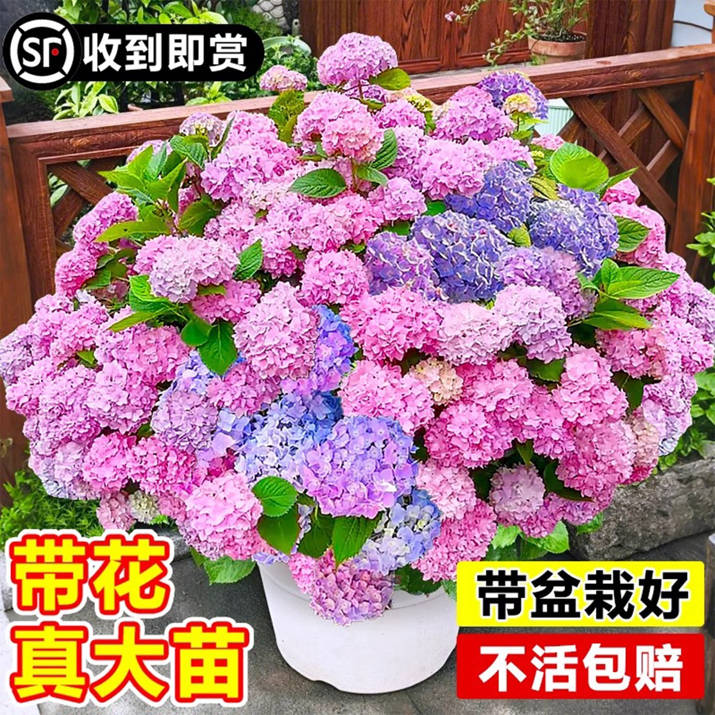 高档绣球花苗盆栽无尽夏大绣球花苗阳台庭院别墅花园耐寒花卉植物