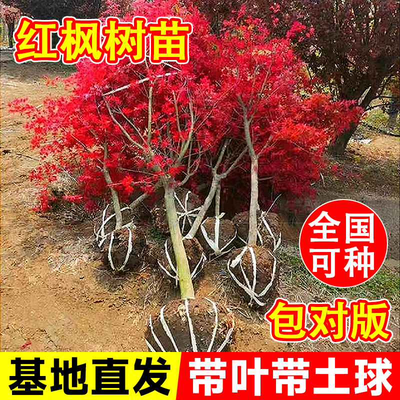 包活红枫树苗四季红叶带土带叶发