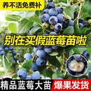 种植果树 特大蓝莓树果苗带果发大果蓝莓树苗南方北方盆栽地栽四季