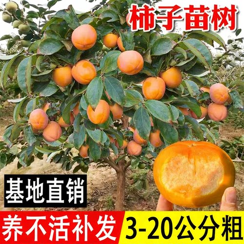 家有柿子树事事都如意
