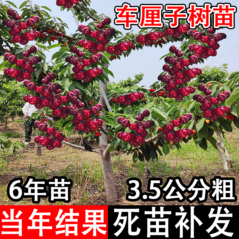 正宗车厘子树苗大樱桃树南方北方盆栽嫁接地栽四季种植庭院水果树,鲜花速递/花卉仿真/绿植园艺,果树,淘宝优惠券,粉丝福利购,淘宝优惠卷