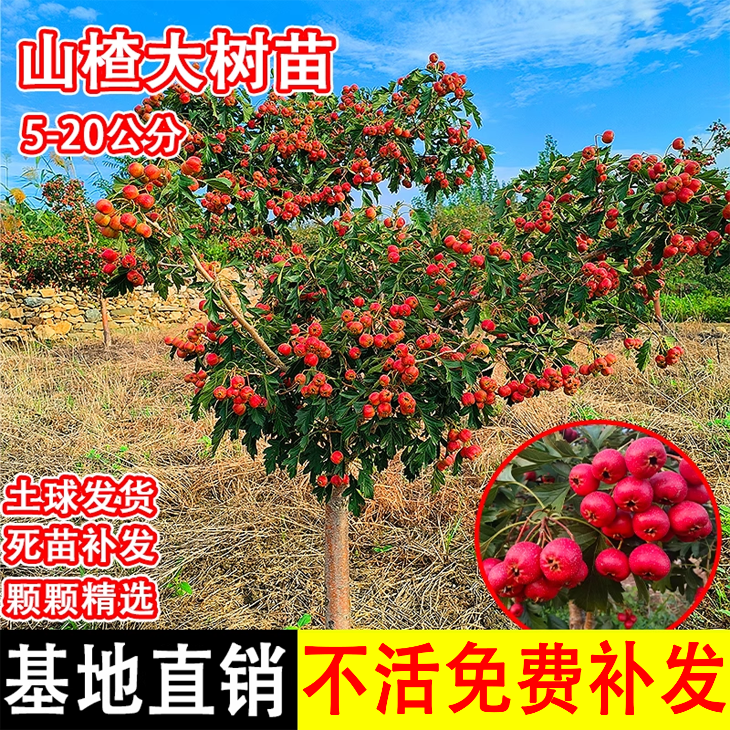 正宗甜山楂树活苗庭院耐寒果树苗