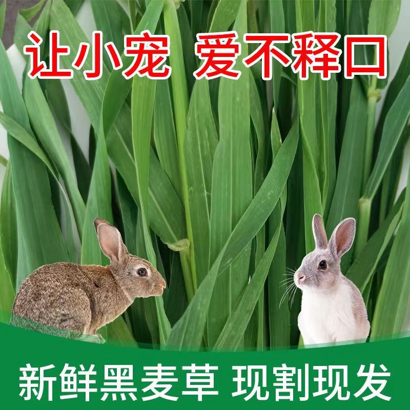 农家自产新鲜麦草牧草