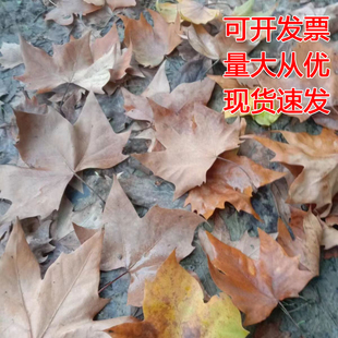 天然银杏树叶落叶标本真树叶梧桐树叶枯枫叶香樟装饰拍摄道具橱窗