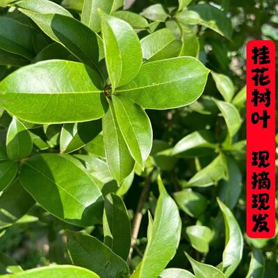 桂花树叶真树叶广玉兰桂花叶