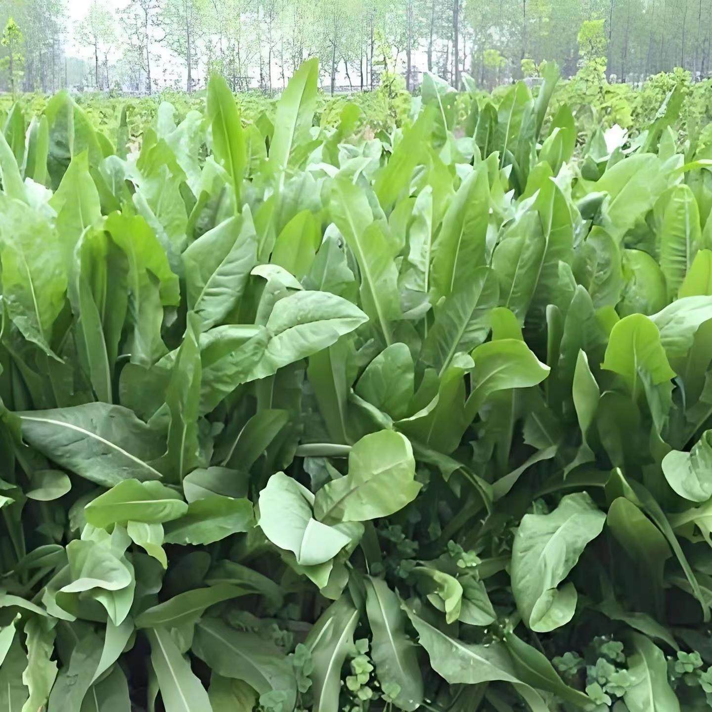 新鲜黑麦草菊苣草兔子荷兰猪牧草豚鼠龙猫新鲜食物麦草菊苣草干草