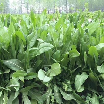 农家自产新鲜麦草菊苣草牧草