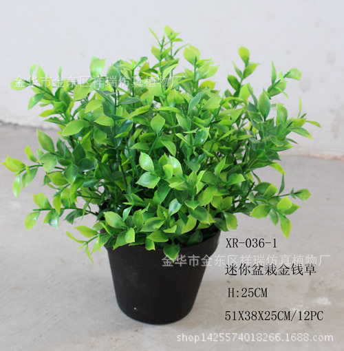 仿真植物迷你小盆栽金钱草优加利豆瓣草室内外落地摆放绿植