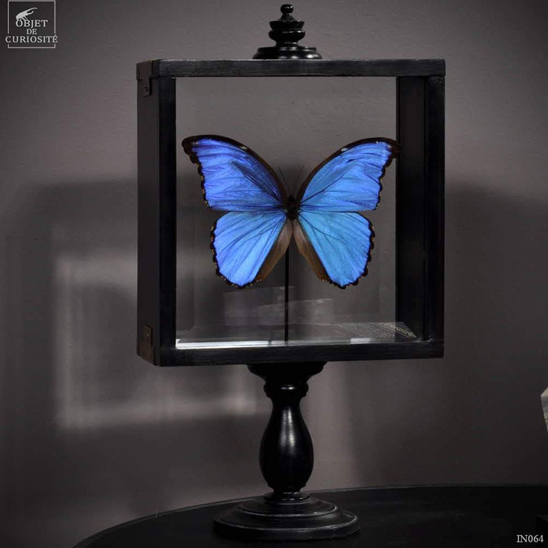 法国进口 OBJET DE CURIOSITE南美大蓝闪蝶 昆虫标本 艺术摆件