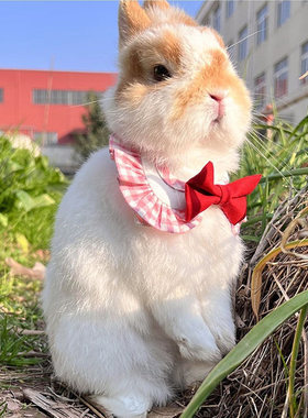 原创宠物兔子荷兰猪领结装饰围脖衣服可爱兔兔蝴蝶结领结猫咪小狗
