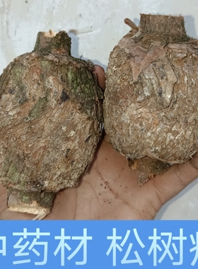 正宗松榔头 中药材松结松节松树瘤药材 包邮现采新鲜黄松瘤3