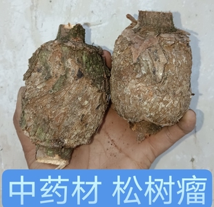 正宗松榔头 中药材松结松节松树瘤药材 包邮现采新鲜黄松瘤3