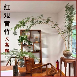 茶室禅意绿植大型高杆飘枝红观音竹四季好养庭院室内桌面水培造景