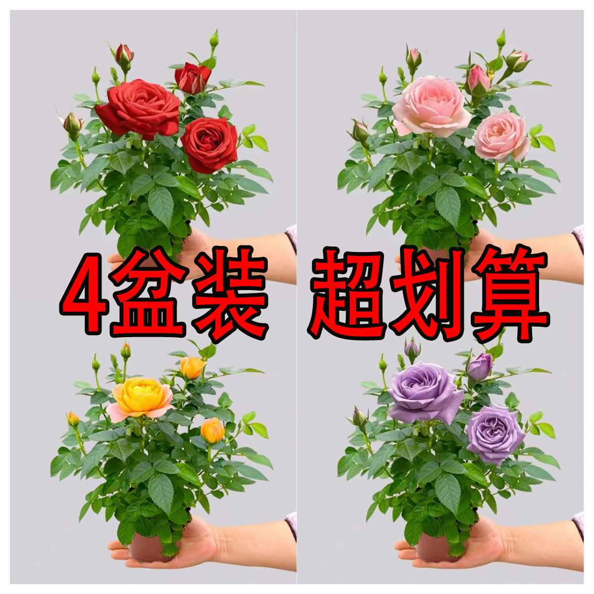 玫瑰花苗盆栽带花苞四季花开室内外好养活的绿植物月季苗花卉大全图片