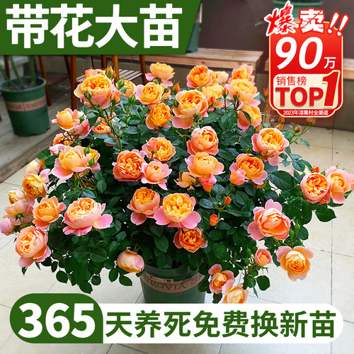 果汁阳台月季花盆栽带花苞特大苗室内外四季花开庭院阳台好养玫瑰