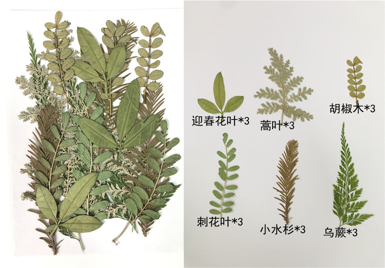落叶画材料包干花包花材包儿童手工diy亲子贴画花瓣妆押花包树叶