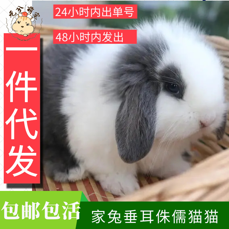 兔子垂耳兔猫猫兔侏儒兔长不大迷你茶杯兔宠物兔宝宝