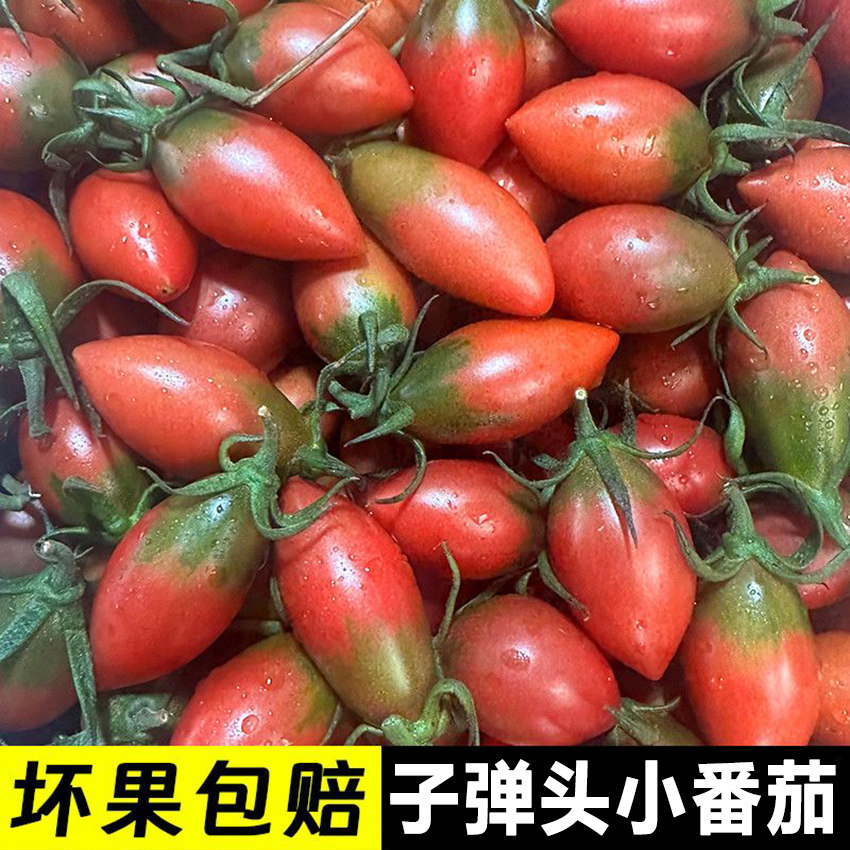 福建子弹头小番茄圣女果脆甜多汁小西红柿新鲜当季水果现摘现发,水产肉类/新鲜蔬果/熟食,番茄,淘宝优惠券,粉丝福利购,淘宝优惠卷