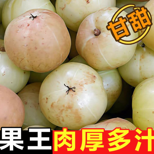 精选果潮汕甜种油柑高山柿饼甜油甘果余甘子滇橄榄新鲜现摘老果