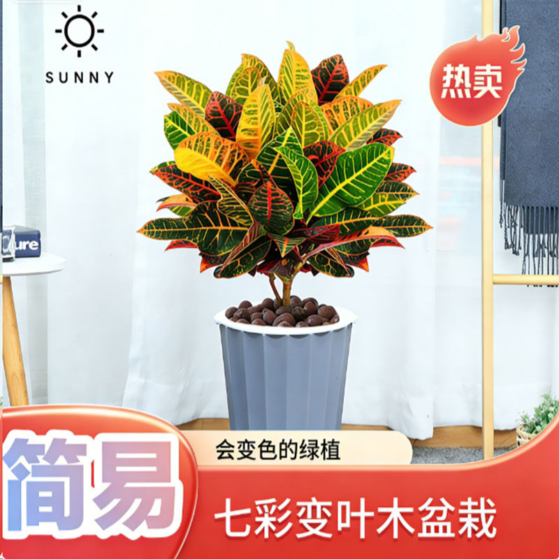 七彩变叶木小苗网红盆栽净化卧室桌面绿植