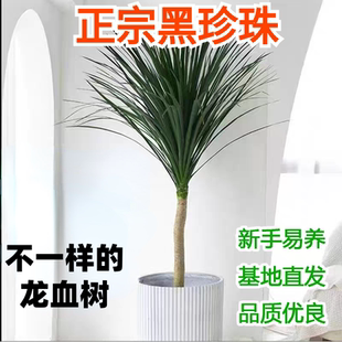 独杆黑珍珠龙血树阳台办公室旺宅多头绿植客厅盆景庭院大型盆栽