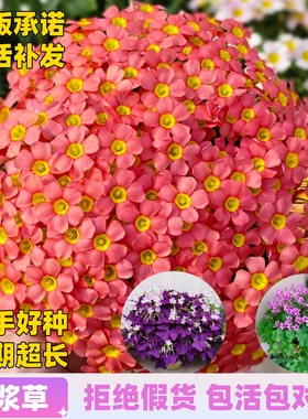 紫叶酢浆草种球根幸运草多年生阳台盆栽花卉紫色醋浆草炸酱草种子