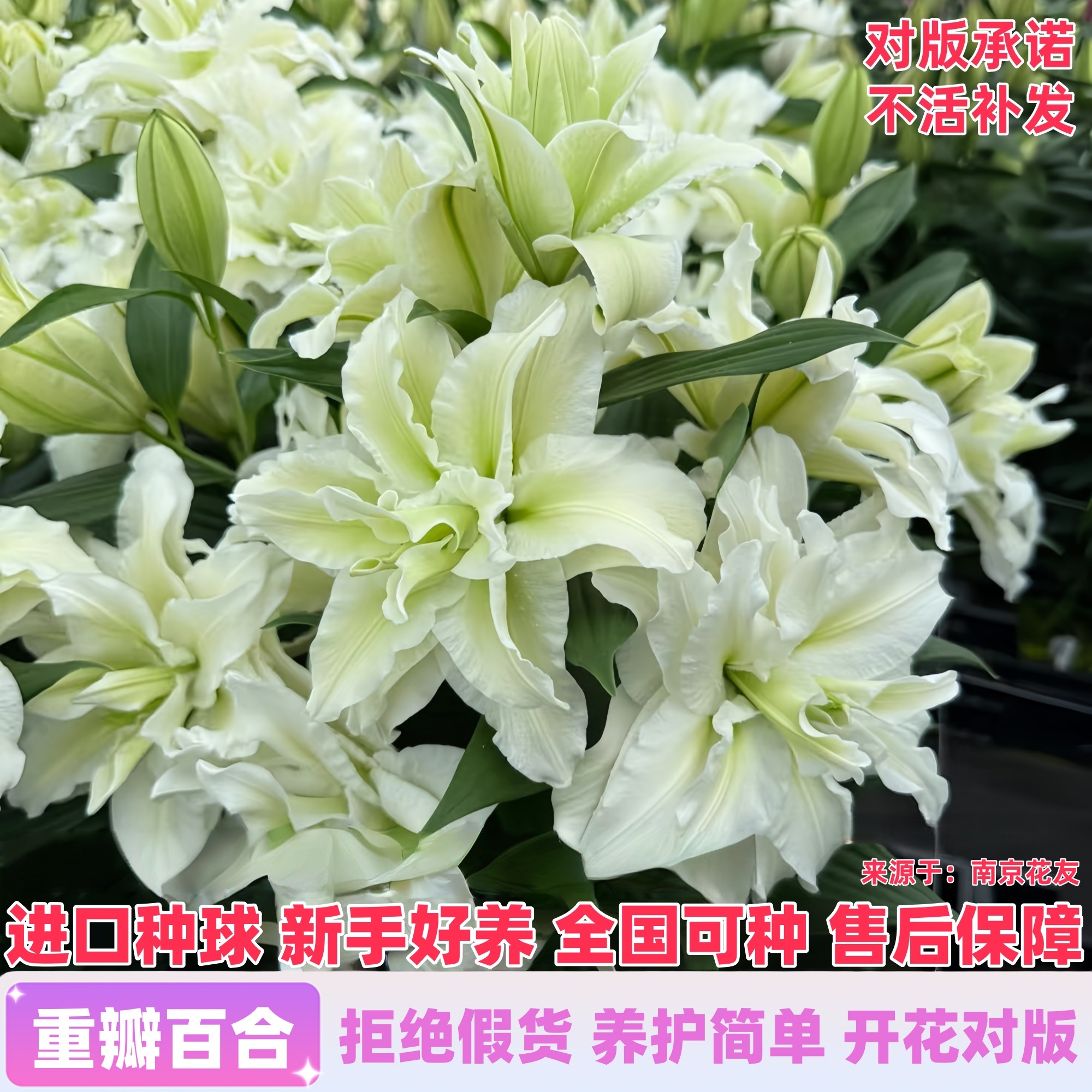 进口重瓣香水百合种球带芽四季种植室内外多年生耐寒花卉盆栽植物