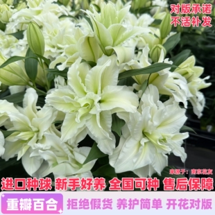 进口重瓣香水百合种球带芽四季种植室内外多年生耐寒花卉盆栽植物