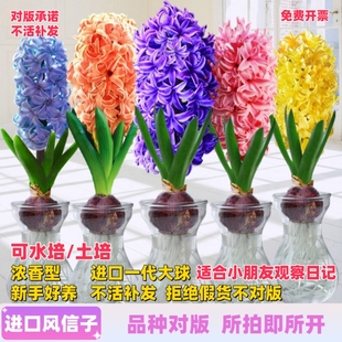 进口风信子种球水培套装水养郁金香花卉室内耐寒土培绿植阳台盆栽