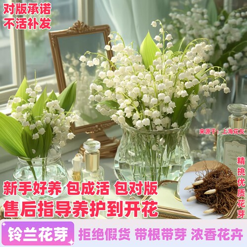 铃兰花芽养护简单包活到开花对版