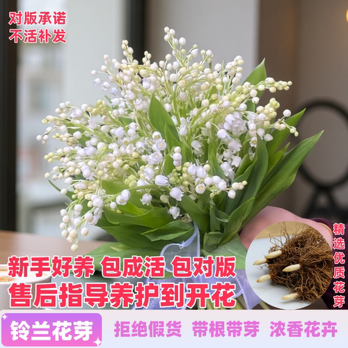 进口铃兰花苗带芽包成活包开花
