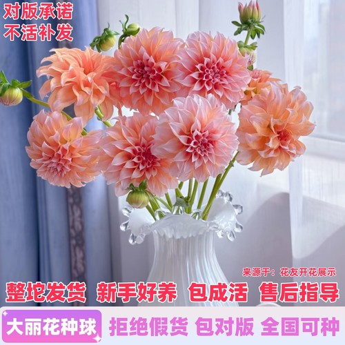 进口重瓣大丽花种球包活包开对版