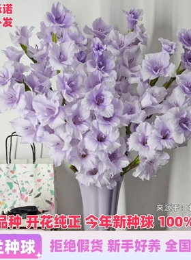 进口剑兰种球花苗唐菖蒲庭院阳台花卉盆栽耐热耐寒球根植物可切花