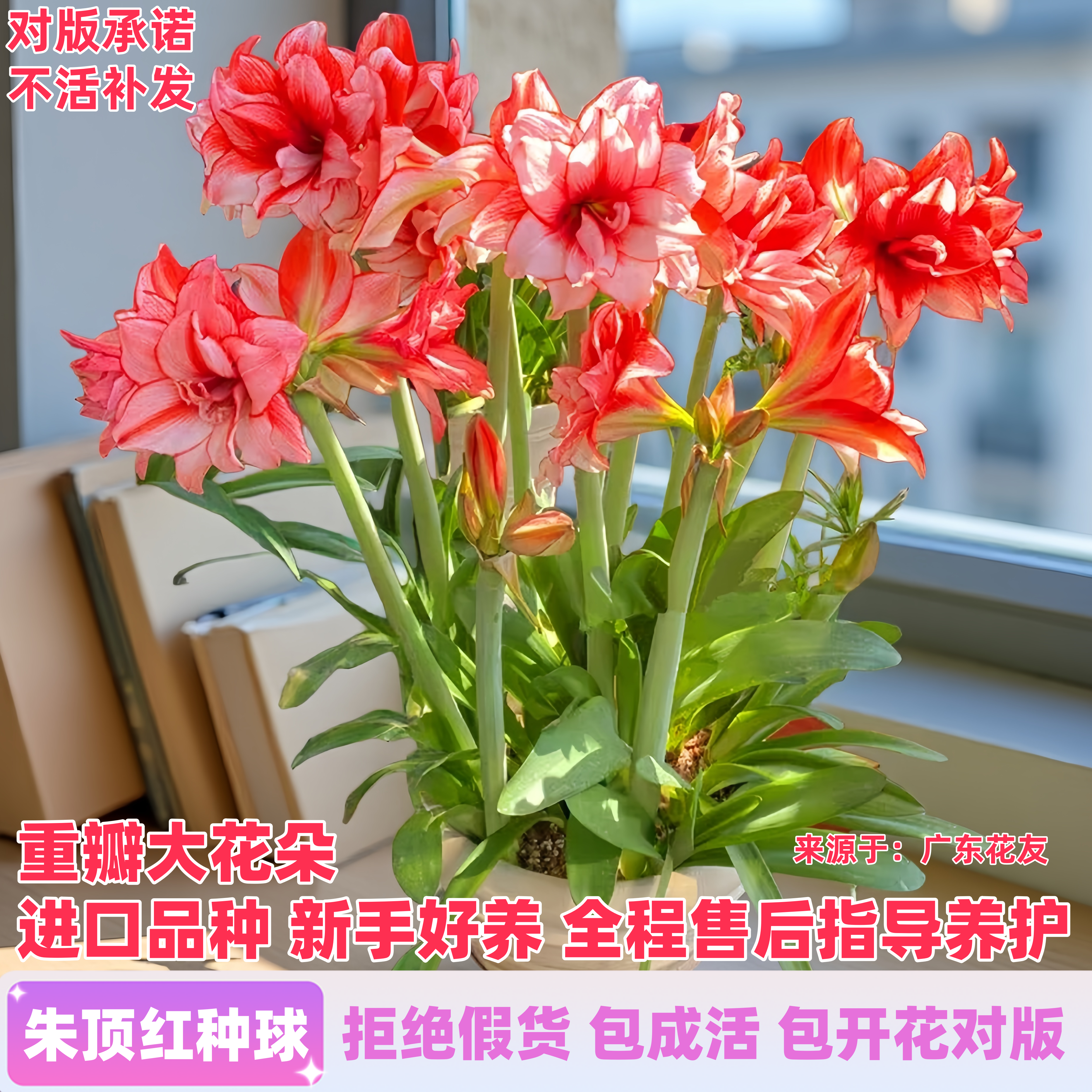 进口重瓣朱顶红种球根双梦鬼魅阿弗雷阳台盆栽庭院室内外花卉植物,鲜花速递/花卉仿真/绿植园艺,时令草本花卉,淘宝优惠券,粉丝福利购,淘宝优惠卷