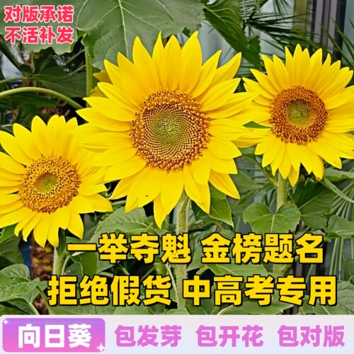 一举夺魁中高考种开花向日葵种子
