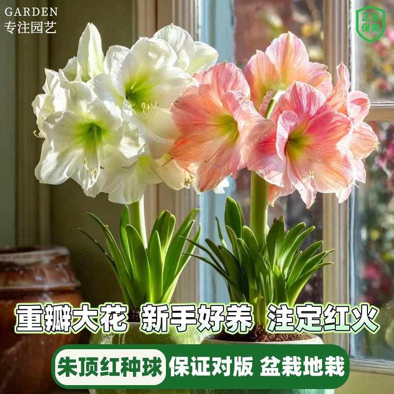 朱顶红阿弗雷荷兰进口重瓣朱顶红种球鬼魅盆栽地栽球根观花卉植物