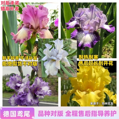 德国鸢尾种球包成活包开花包对版