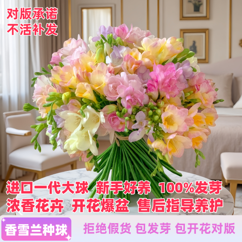 进口重瓣香雪兰包成活包开对版