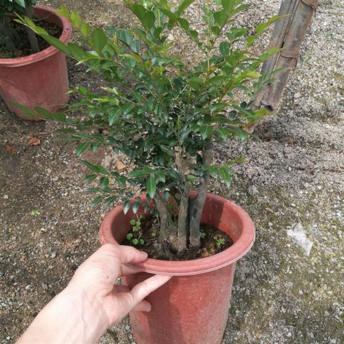 小叶紫檀盆景室内盆栽绿植花卉好养四季常青原花盆老桩树苗黑骨茶
