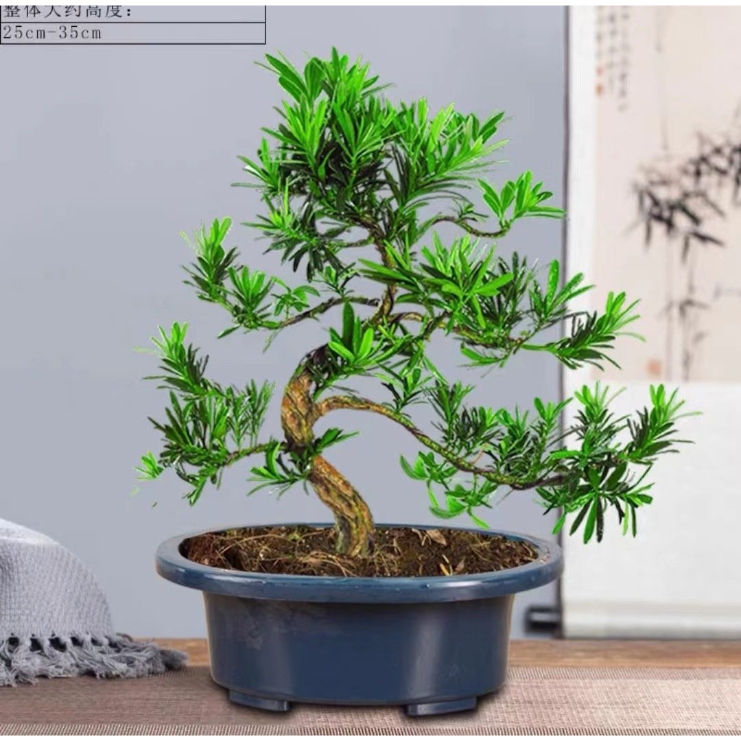 罗汉松盆景老桩植物盆栽雀舌树苗造型树室内花绿植桌面微景观好养,鲜花速递/花卉仿真/绿植园艺,造型盆景,淘宝优惠券,粉丝福利购,淘宝优惠卷