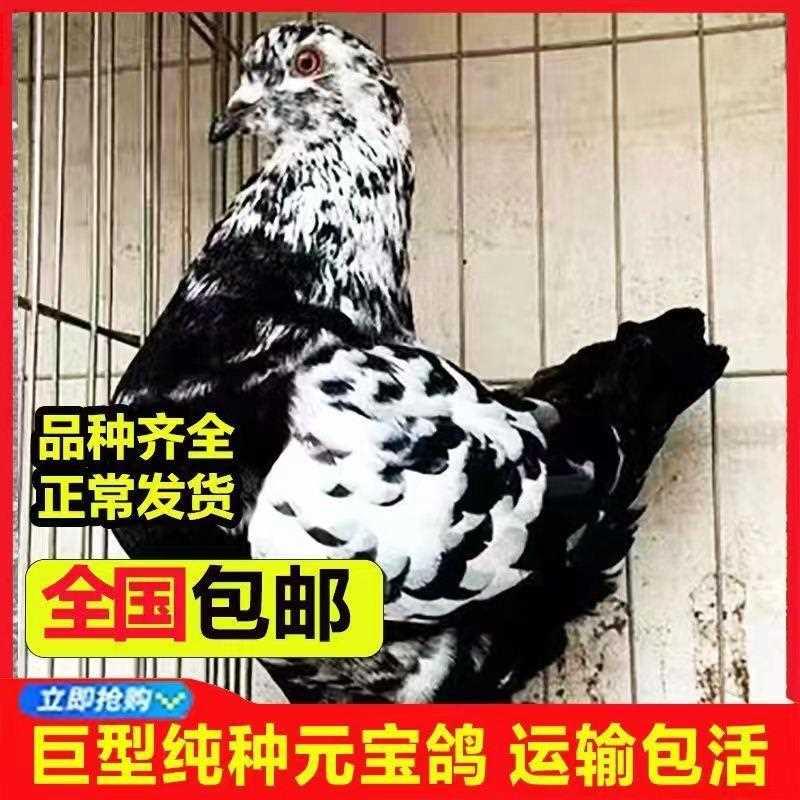 肉鸽宠物巨型纯种元宝鸽子活公母一对大体种鸽幼鸽观赏包下蛋包邮