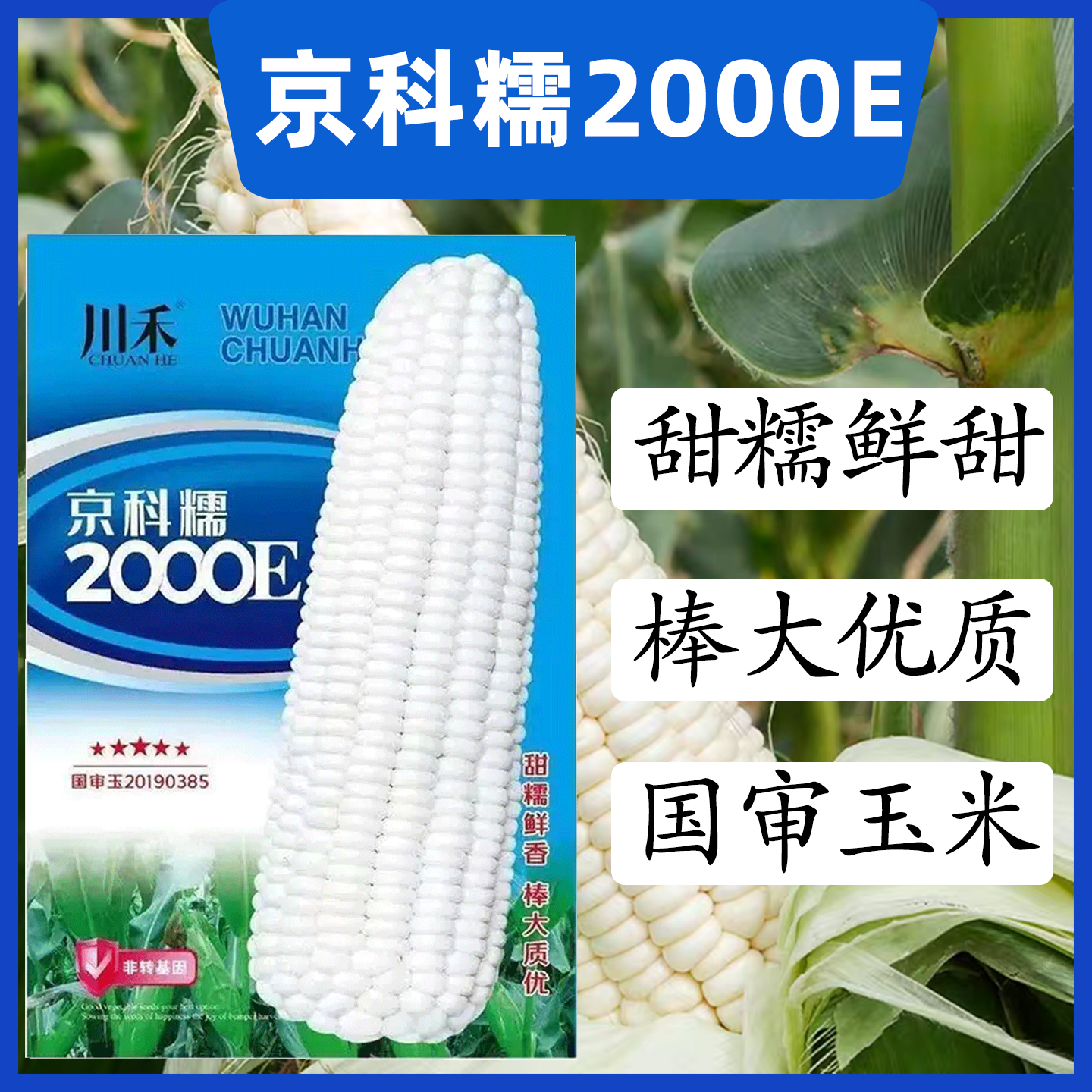 京科糯2000E甜糯玉米种子正品鲜食白糯玉米早中熟大棒糯质口感好
