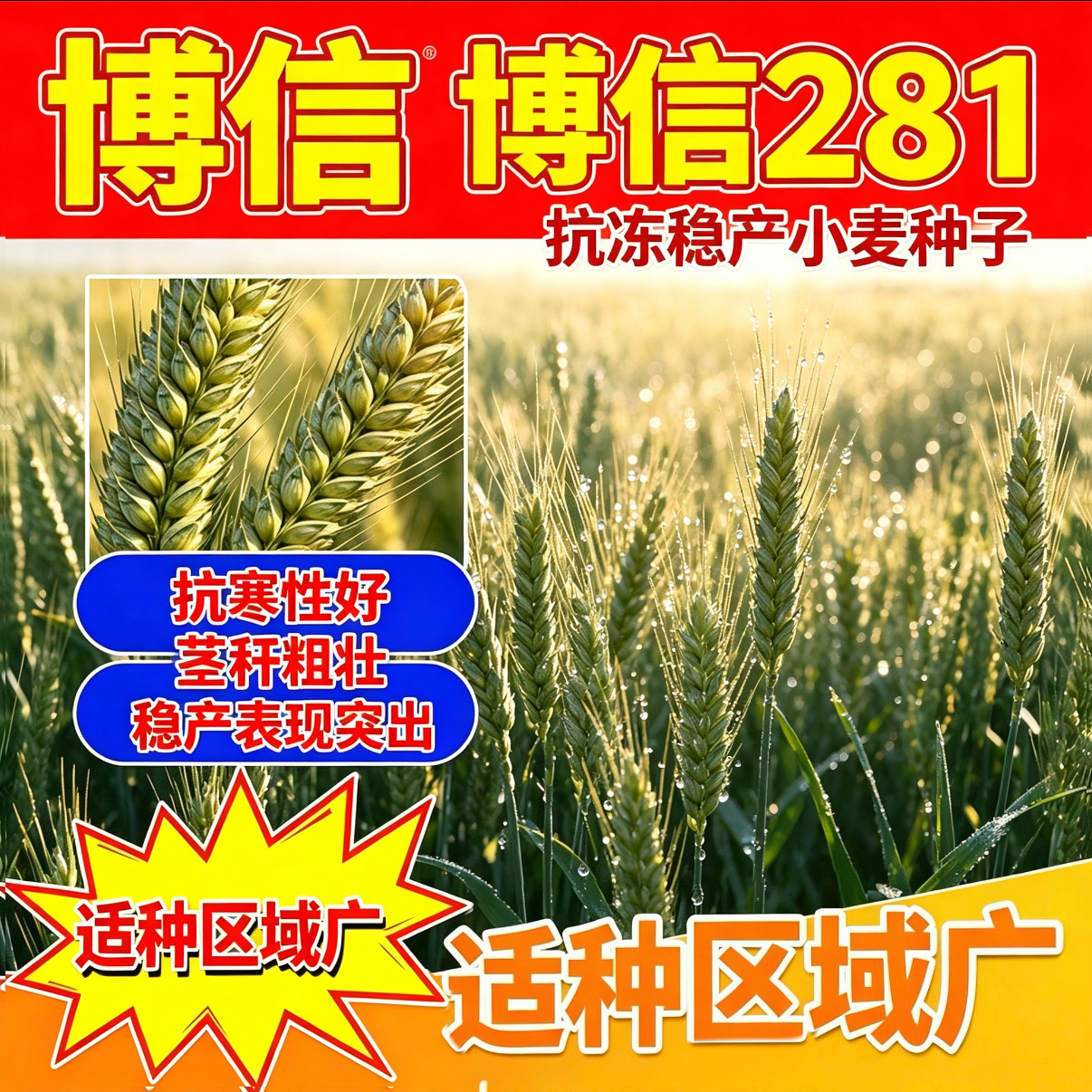 正品博信281小麦种子矮秆高产抗倒大穗多籽农家优质大田小麦种子