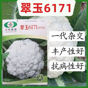 播有机花菜种籽农家四季 花菜种子春秋季 田园抗病 65天 翠玉6171